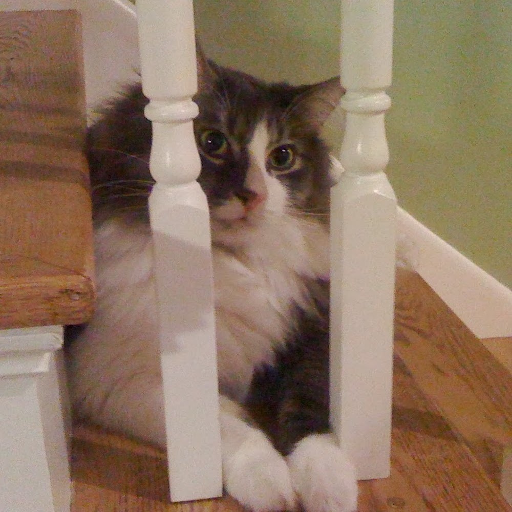 Meet your Posher, Russell